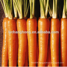 new price for 2014 fresh carrot in chinese market